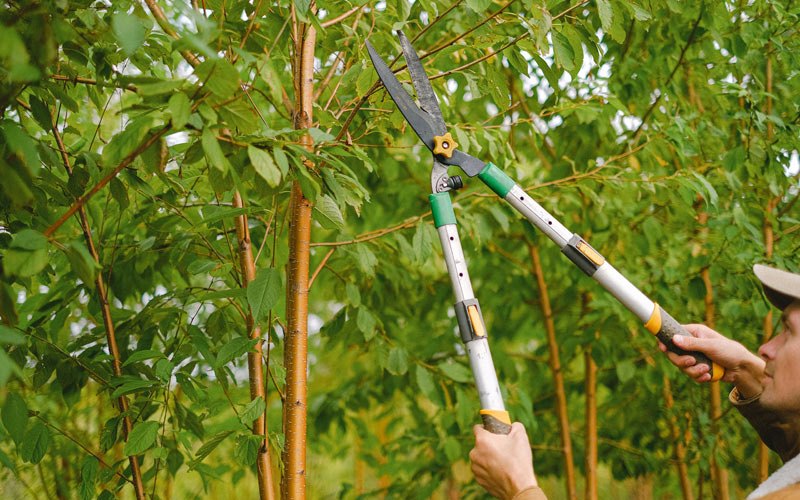 Tree trimming in Tubac, AZ